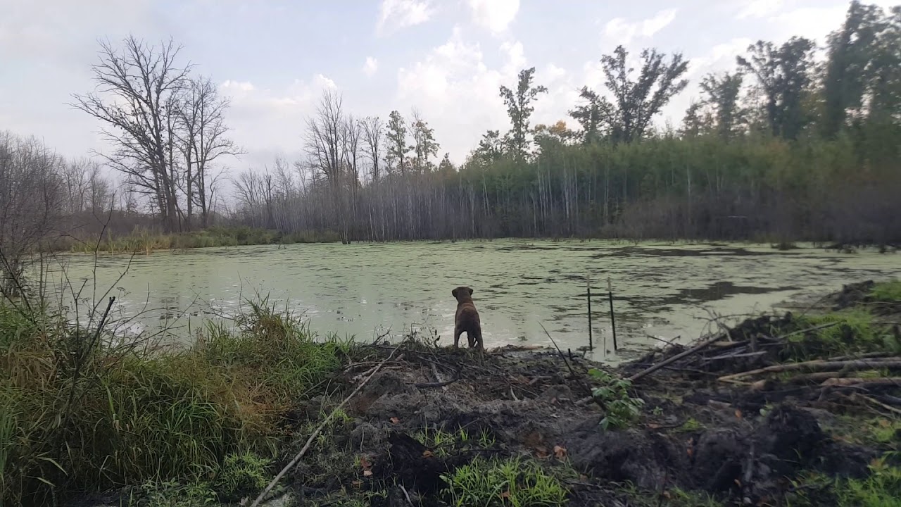 Water control structure and beaver pond