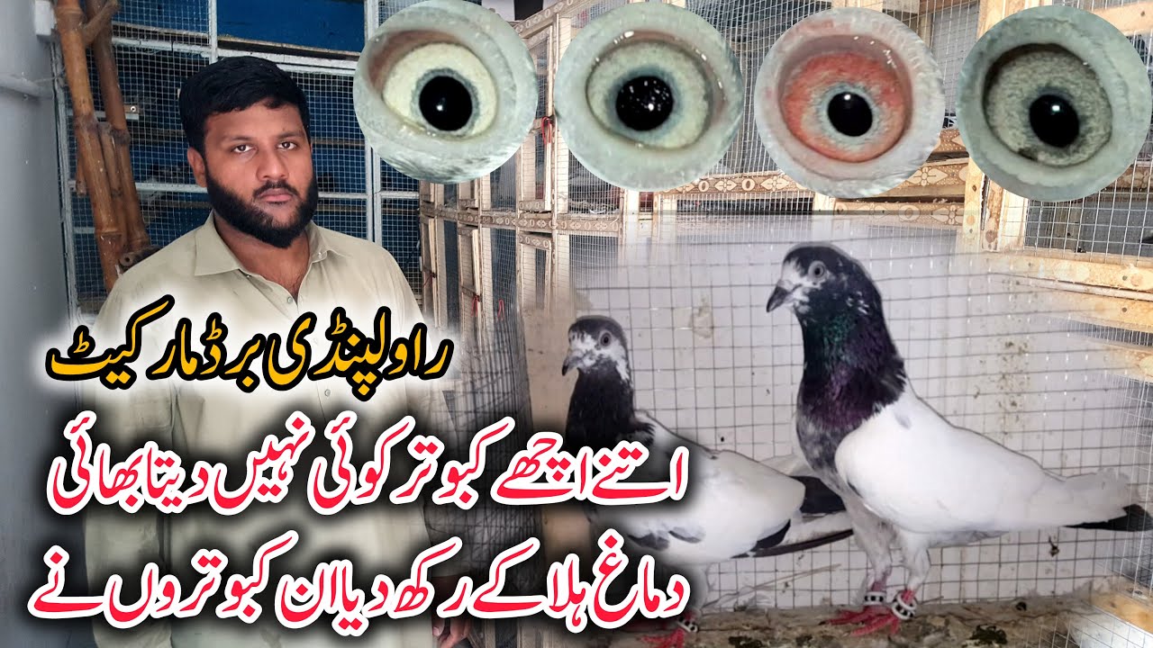 Rawalpindi Bird Market update | Best Pigeon In market | Ali Wala | Teddy | Kamagar | Batery Sailkoti