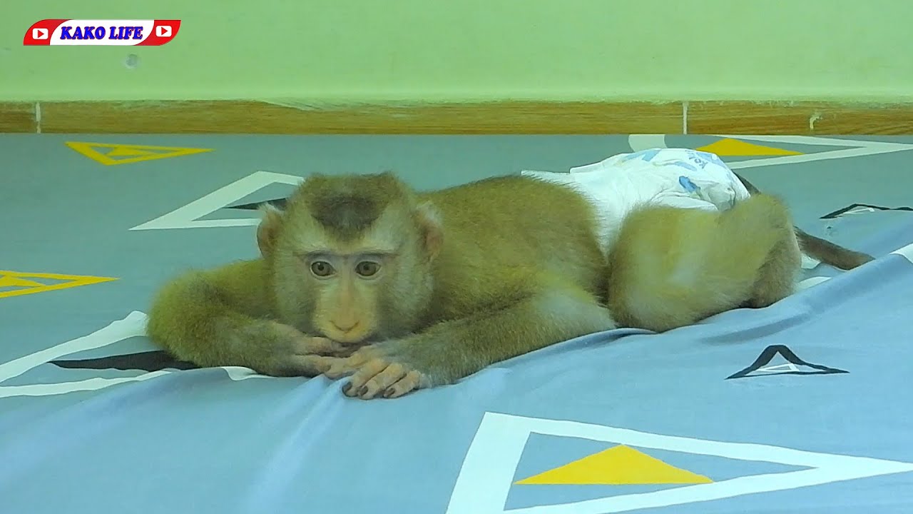 KAKO LIFE | Cute Little KAKO Sleeping On The Bed