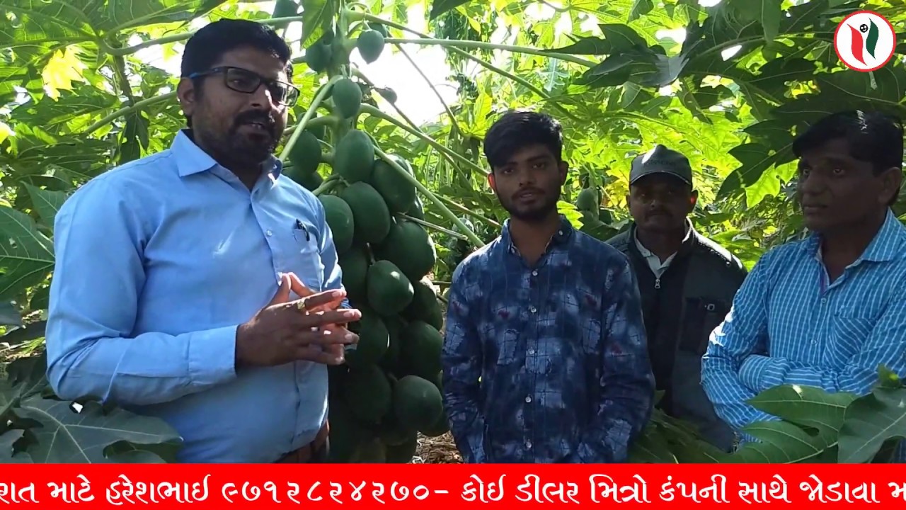 પપૈયા માં ખેડૂત ની આવક ડબલ કરી જૈવિક ખેતી થી ૨ ગણું ઉત્પાદન વધાર્યું
