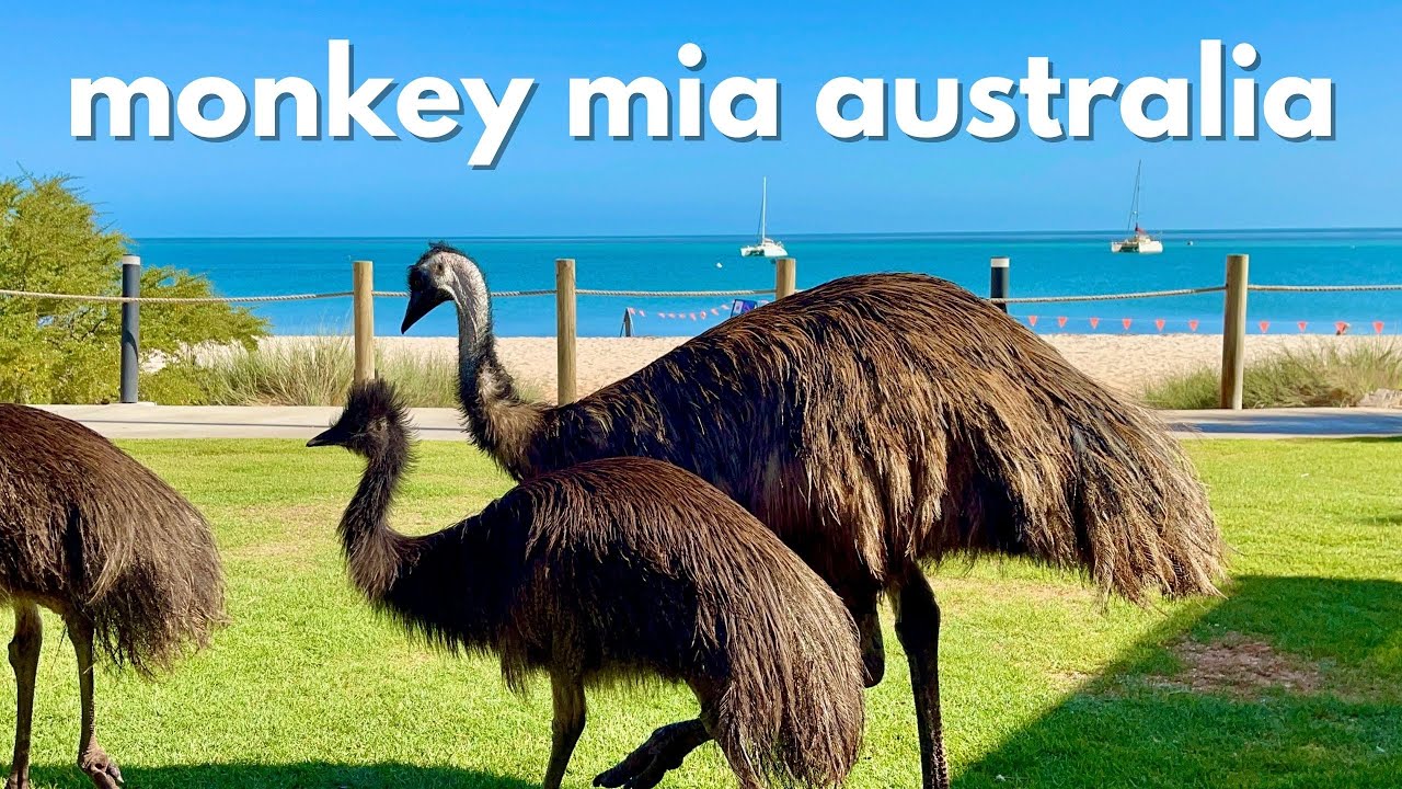 Monkey Mia, Australia