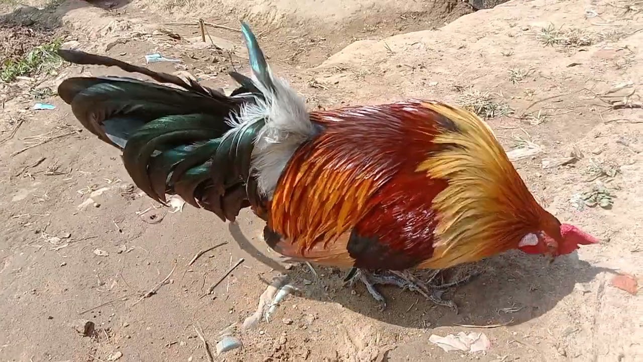 Qaib dib zoo nkauj thiab cuab tuaj zoo