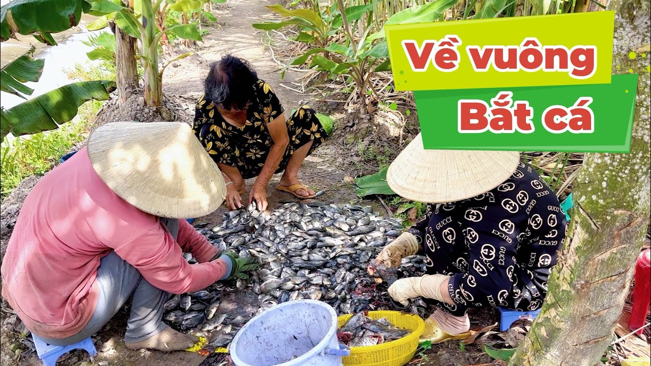 Về vuông bắt cá, chuẩn bị mùa vụ nuôi tôm cuối năm 