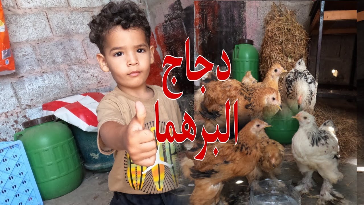 تربية دجاج العملاق البرهما  تبارك الله فوق سطح المنزال