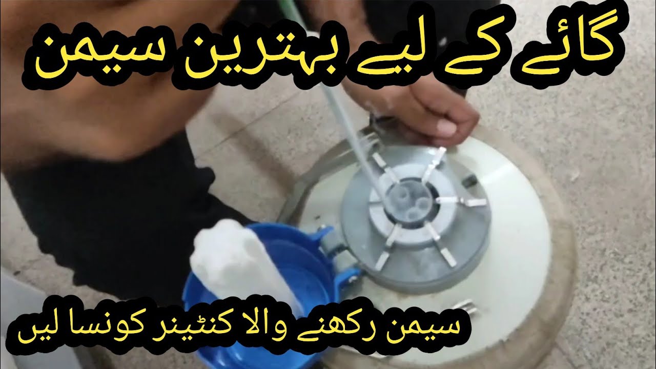AI container information II Microscope examination II Best سیمن   selection for cows