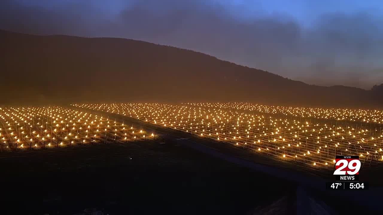 Vineyard uses anti-frost candles for buds
