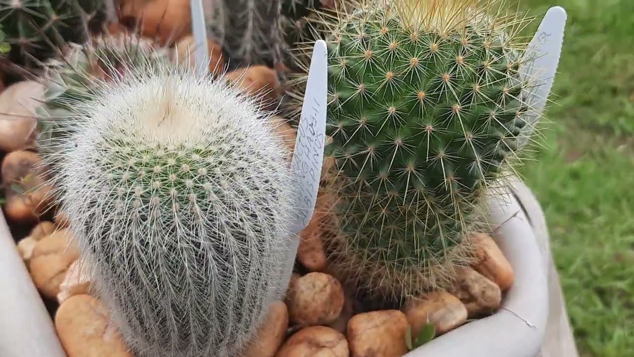 Um vídeo para quem gosta de colunares... 🌵 🌵