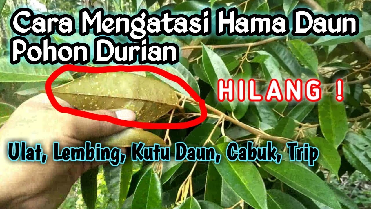 POHON DURIAN TERSERANG HAMA, CARA AMPUH BASMI ulat, Kutu Daun, Lembing