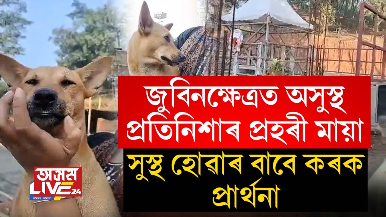 জুবিনক্ষেত্ৰত থকা কুকুৰজনী অসুস্থ হোৱাৰ খবৰ।