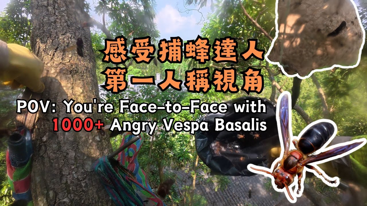 捕蜂達人第一人稱視角 POV: You're Face-to-Face with 1000+ Angry Hornets (Vespa Basalis)