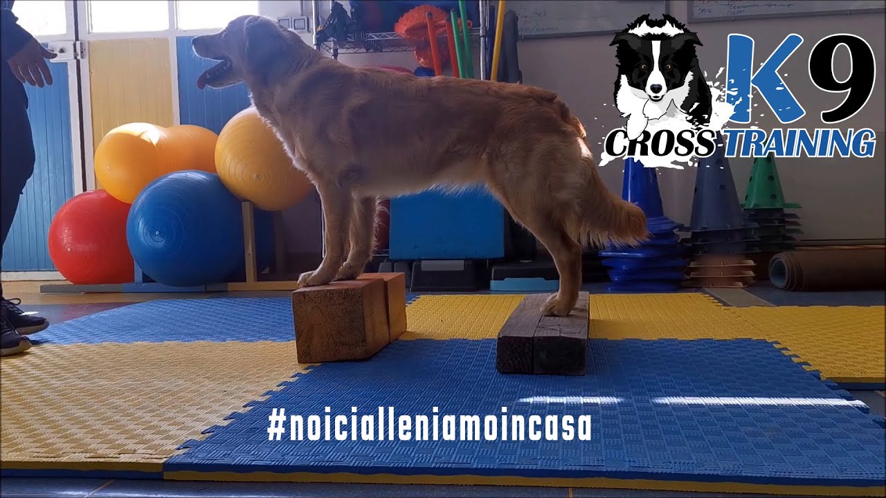 Esercizi casalinghi per il cane durante la quarantena