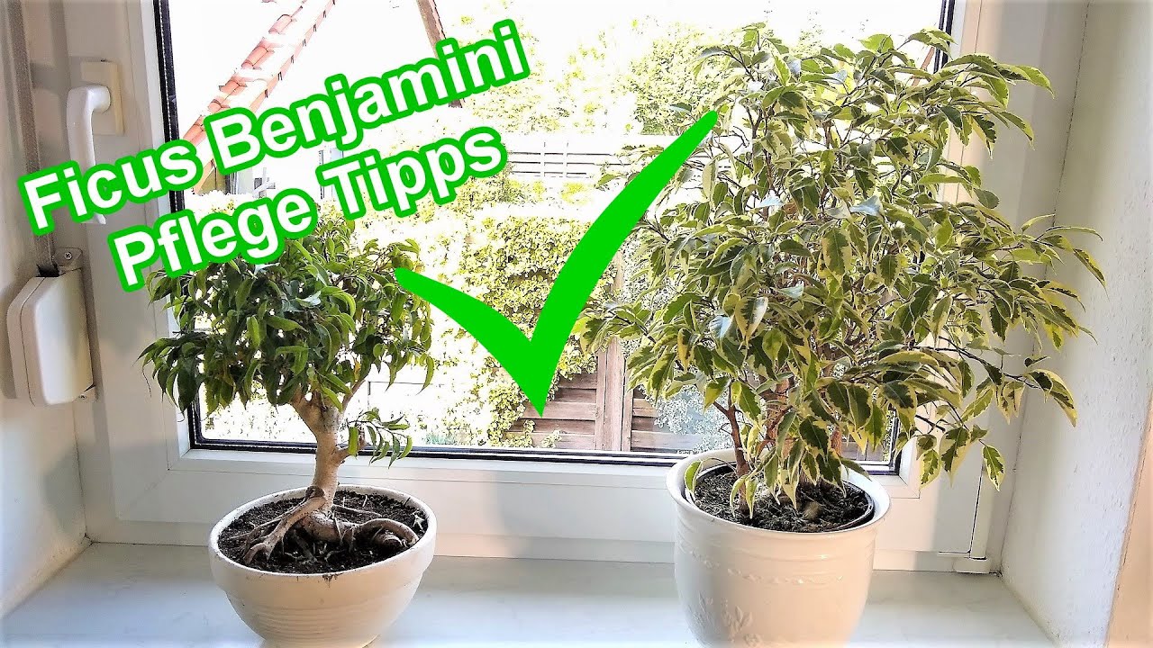Ficus Benjamini Pflege – Standort, Gießen, Düngen, Schneiden, Überwintern   Ficus Benjamini pflegen