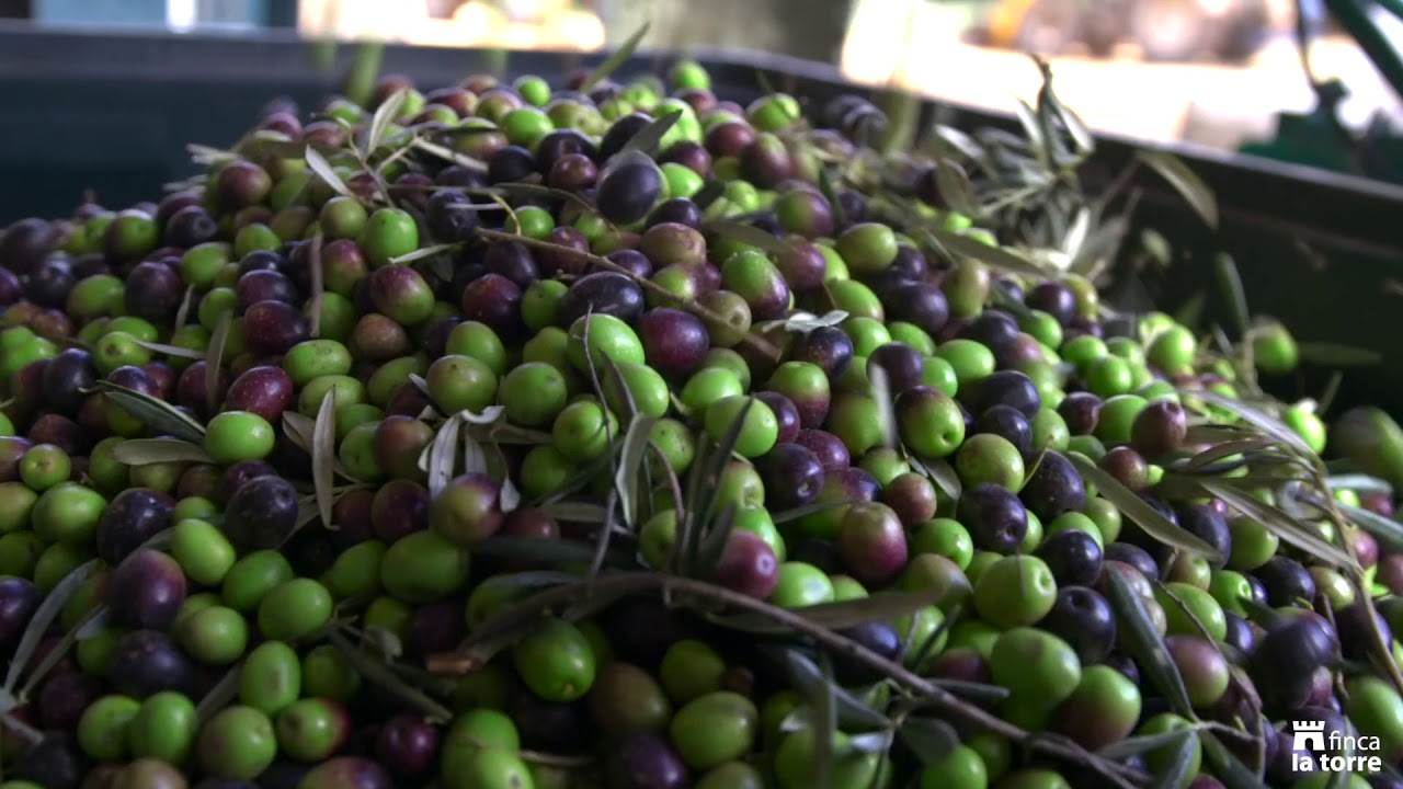 Finca la Torre Vídeo corporativo