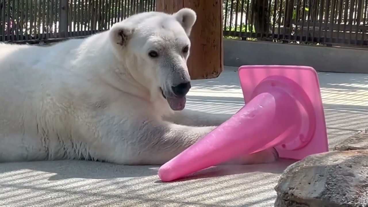 熟睡から起きて立ち上がるしろくまピース【とべ動物園】2025年3月23日