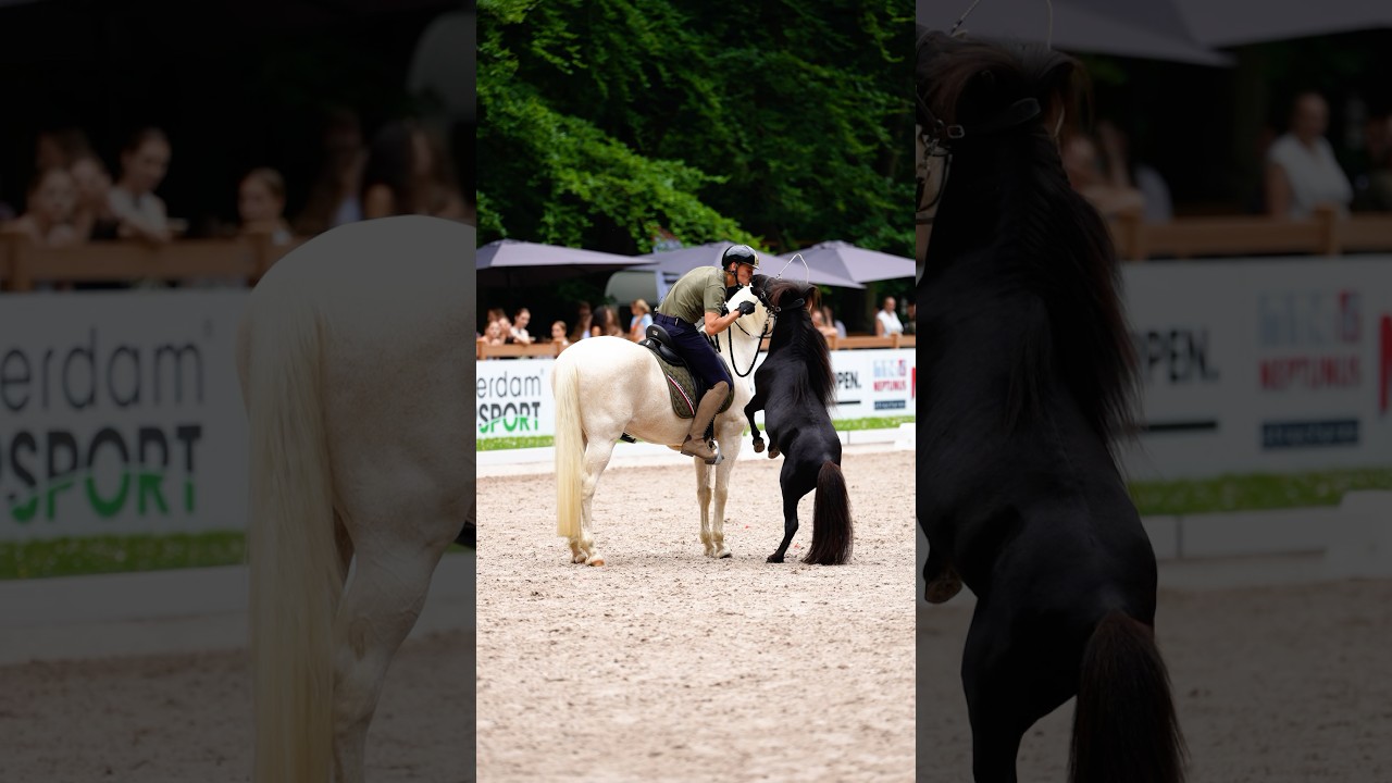 Working with two horses at once, PROUD of my boys during todays show!🔥❤️