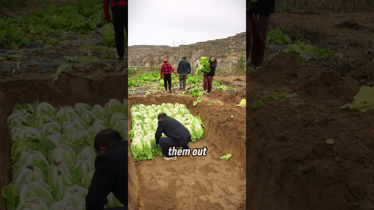 The Genius Tricks of Chinese Farmers