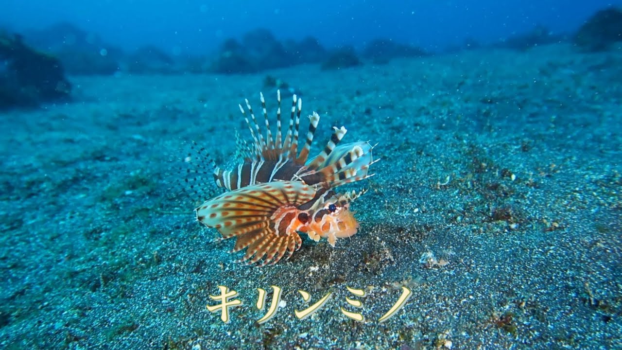 キリンミノ|伊豆大島|秋の浜