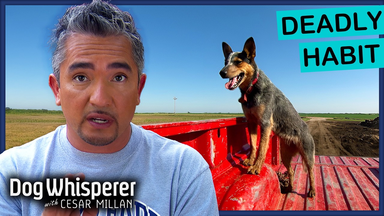 Dog’s Dangerous Obsession Could Cost Him His Life | S3E3 Full Episode | Dog Whisperer