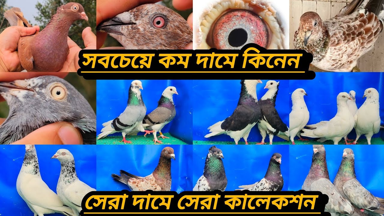 কালারিং কবুতরের মেলা সবচেয়ে কম দামে কিনুন টপ কোয়ালিটির কালারিং কালেকশন 