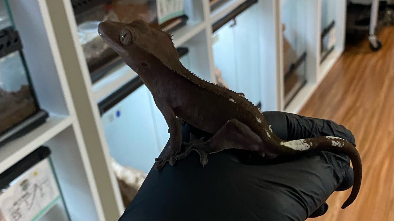 AXANTHIC CRESTED GECKOS!!! 2021 Axanthic Crested Gecko Breeding Project