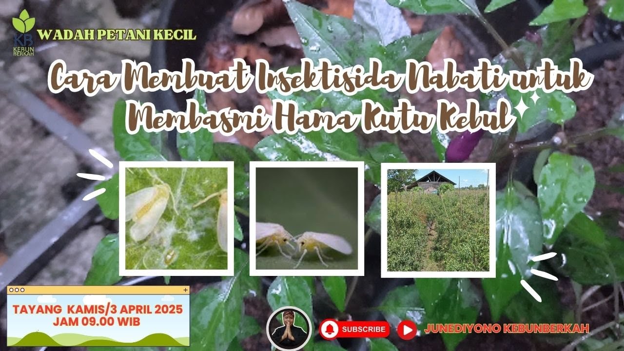 Cara Membuat Insektisida Nabati untuk Membasmi Hama Kutu Kebul