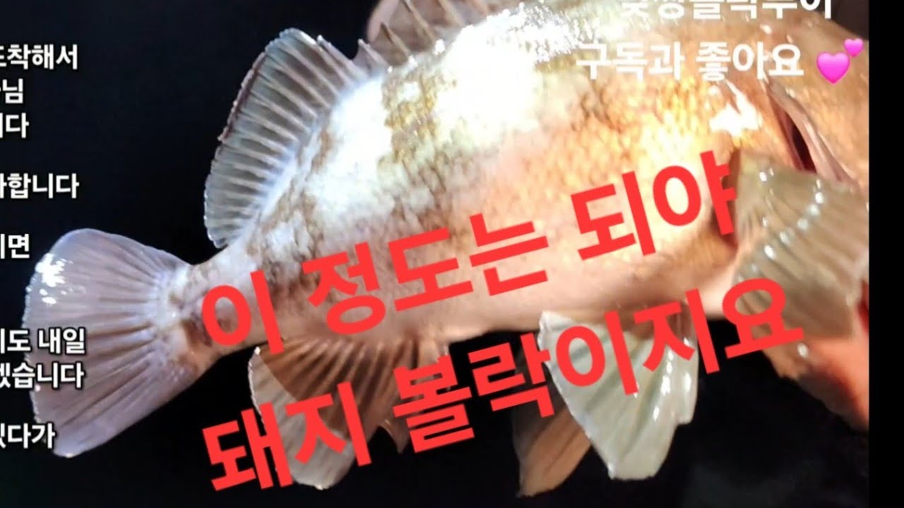 볼락과 맞짱뜨기/7편 요약 #낚시 #fishing #루어 #루어낚시 #볼락 #볼락낚시 #바다낚시 #볼락루어 