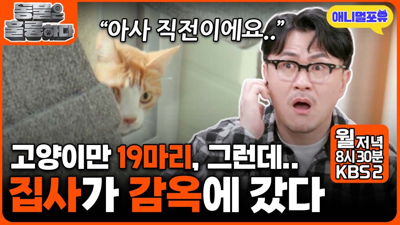 '19마리 고양이' 남겨두고 집사가 '구속' 되었다.. I KBS 2TV 동물은 훌륭하다 241116 방송