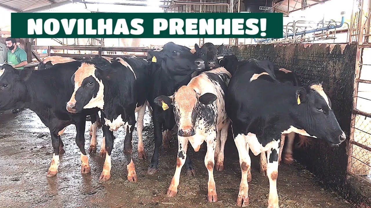 QUANTAS NOVILHAS EST&Atilde;O PRENHES DE S&Ecirc;MEN SEXADO?? PASSANDO ULTRASSOM NELAS!!