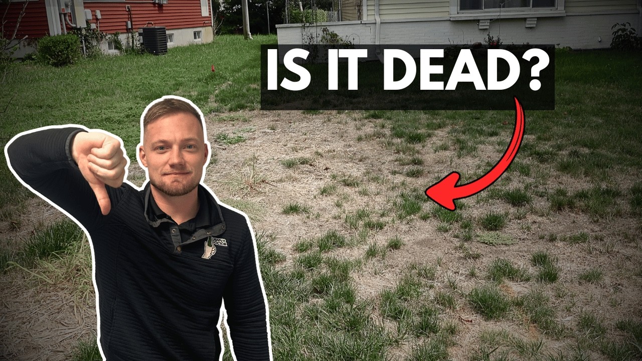 Why Your Lawn Looks Dead Right Now (And What To Do)