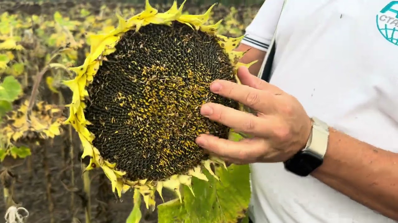 Соняшник САЙБЕРІК HTS🌻
