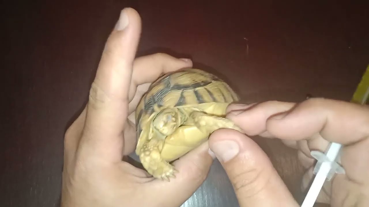 طريقة إعطاء الحقنة للسلاحف والمكان المخصص