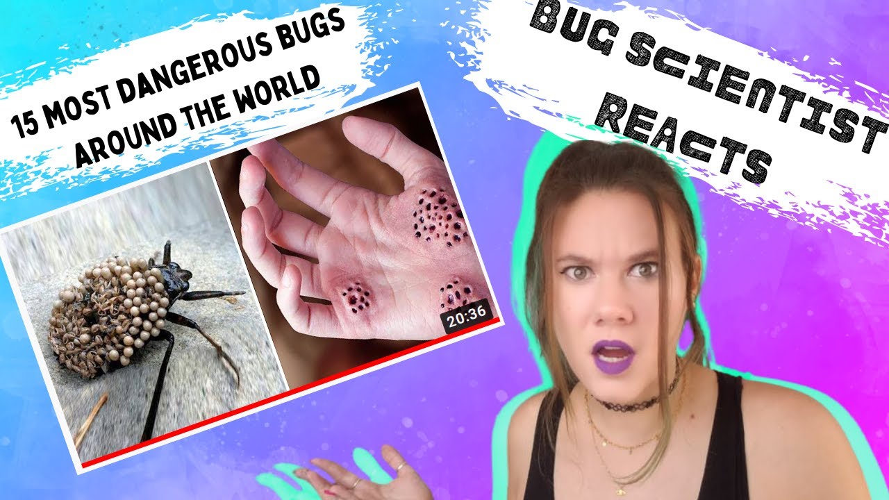 Bug Scientist Reacts 🙄 | 15 Most Dangerous Bugs From Around the World