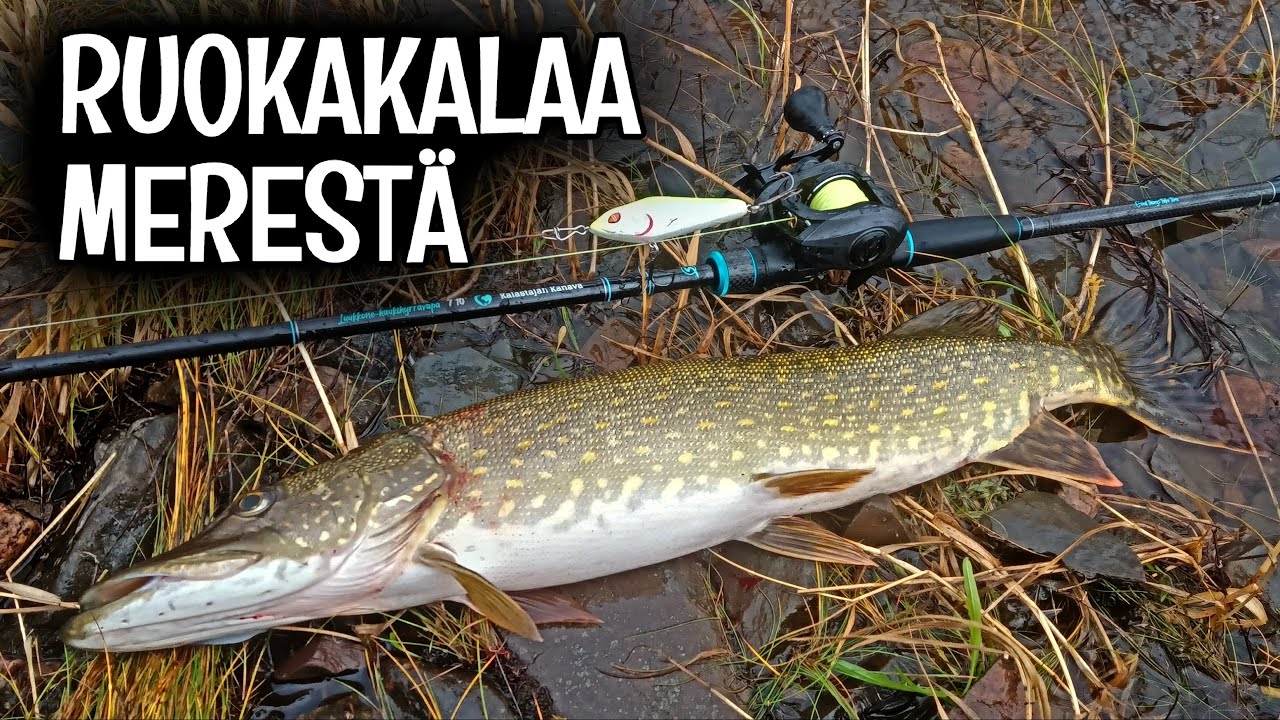 HAUKEA MATALASTA - PIKKUJERKILLÄ RUOKAKALAT