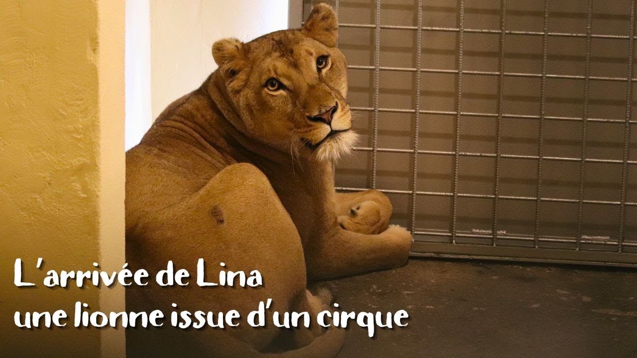 L'arrivée de Lina, une lionne issue d'un cirque. 🦁