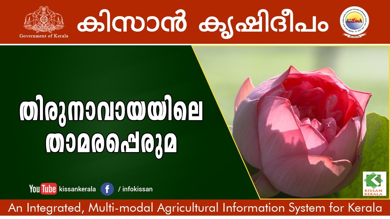 Lotus Farms of Thirunavaya