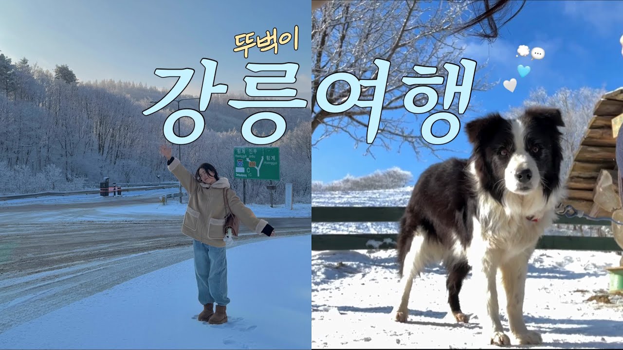 [🌨️ 1박2일 강릉여행 브이로그 ] 눈 덮인 강릉에서 로망 실현⛄️🚐•뚜벅이 강릉여행•대관령양떼목장•장칼국수맛집•강릉카페추천•오프더월