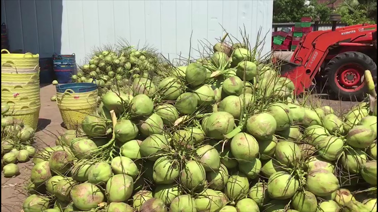Coconutfarm in Thailand