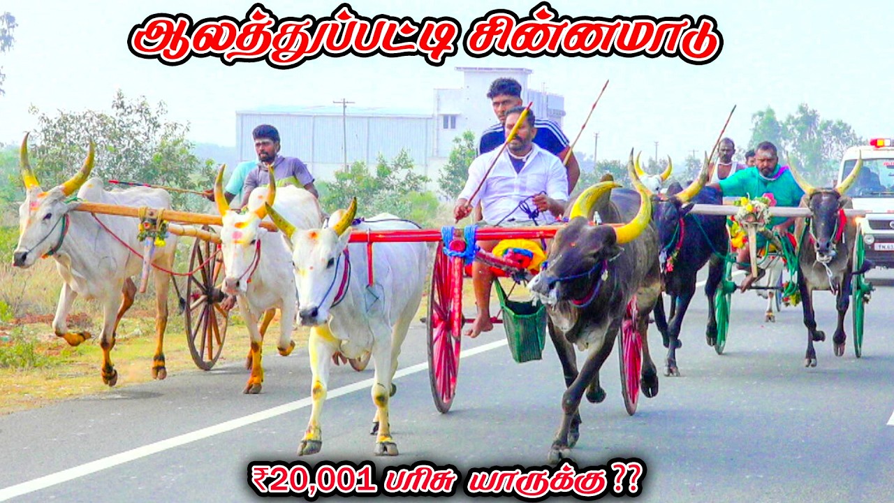 3ஆலத்துப்பட்டி-சின்னமாடு-பந்தயம்_16.02.2026_V_Photography