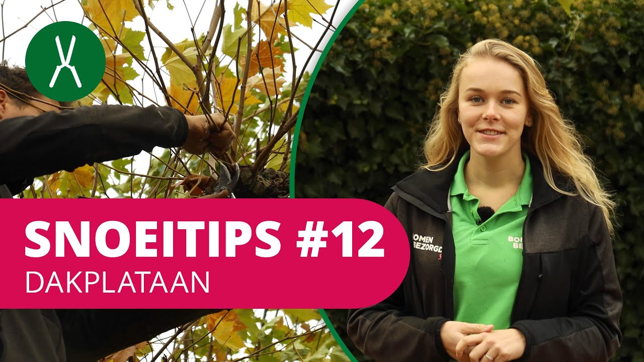 Hoe snoei je een dakplataan? | SnoeiTips #12