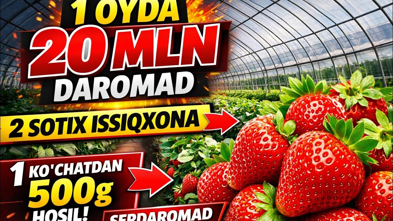 UY SHAROITIDA SERDAROMAD BIZNES #qulupnay #alba #food #agrobiznes #bugun_agro #bugun 