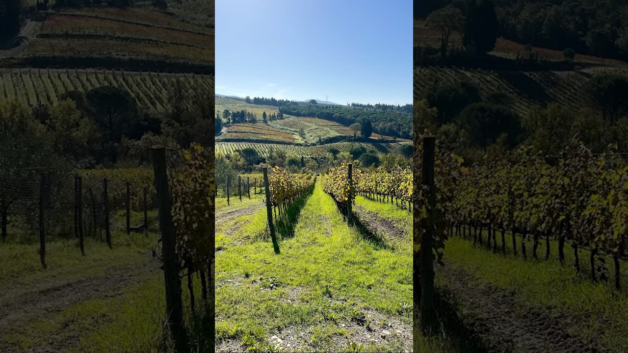 Nel cuore del Chianti 🌹🌿🍇
