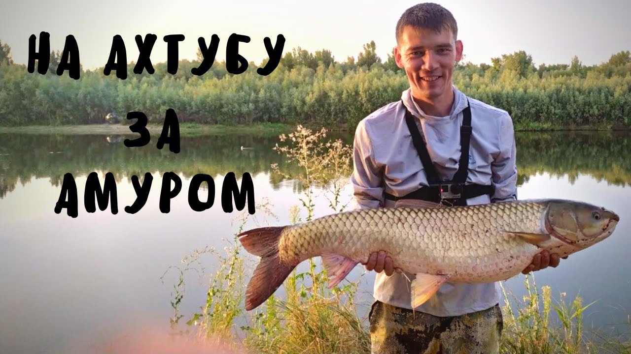 На Ахтубу за АМУРОМ! РЕКОРД ПОБИТ! Карпфишинг на реке. Сазан жареный на углях.