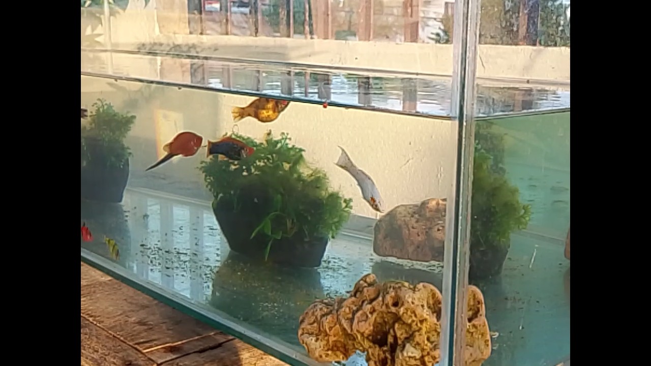 Ito ang aquarium  ko - walang aerator