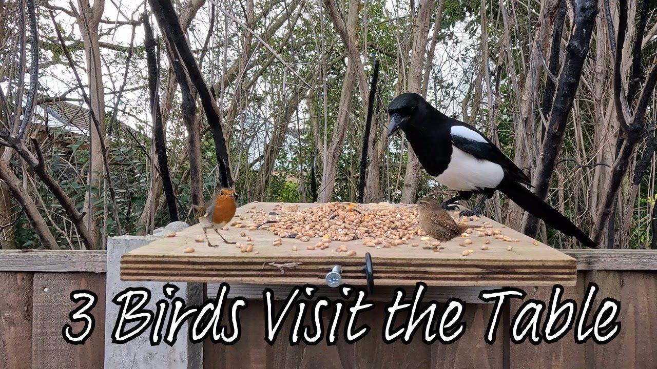 Wildlife in an English Garden | Magpies are Fussy | Christmas Robin