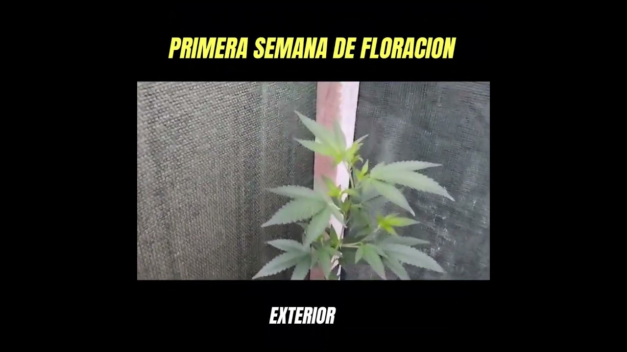 Purple Punch X 00 Seeds Bank En preflora