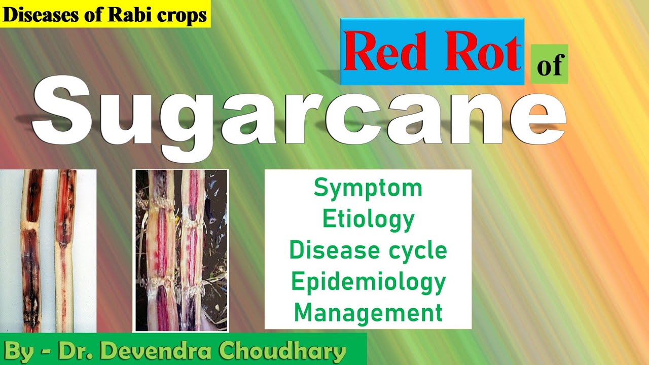 Red rot of Sugarcane | Ganne ki lal sadan Bimari