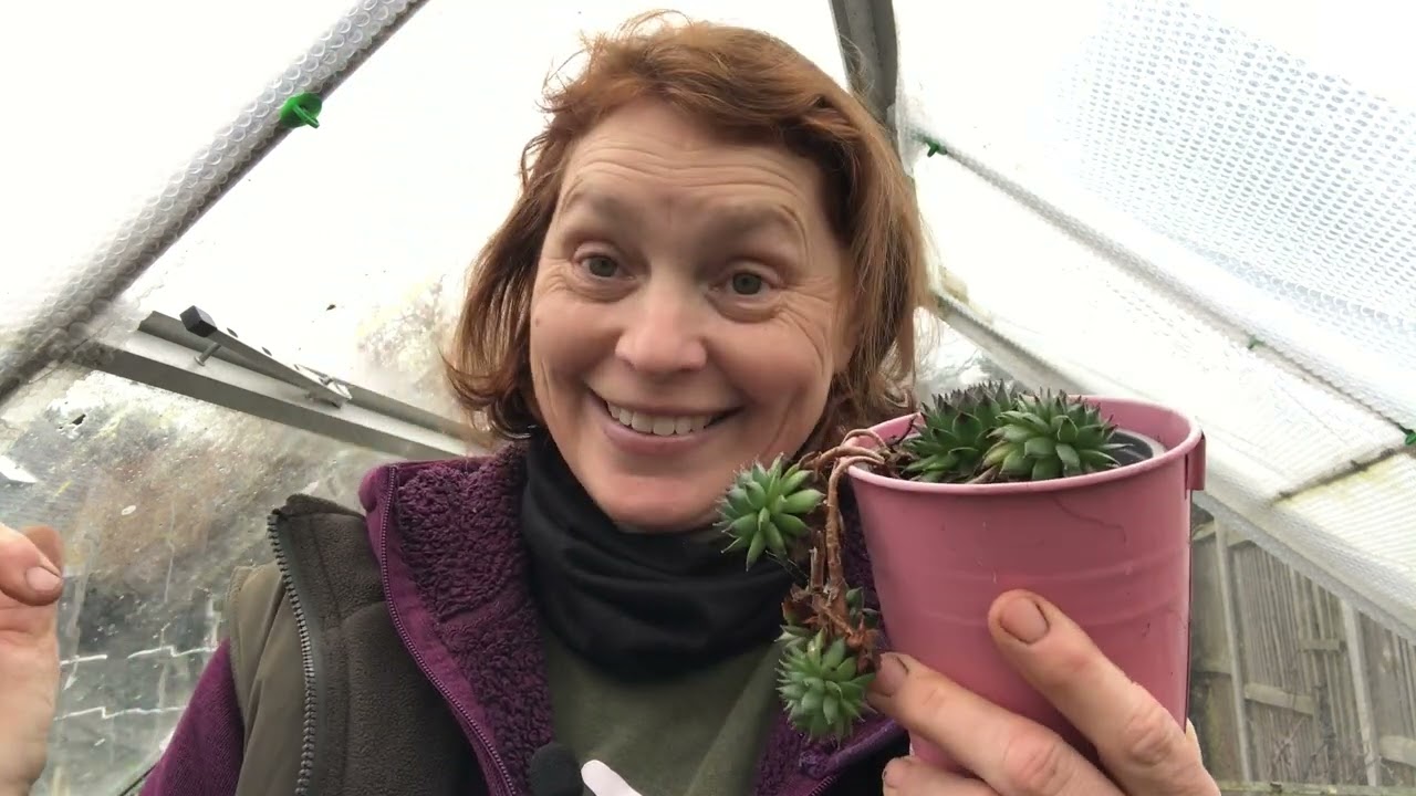 March 2023 - Claire's Allotment