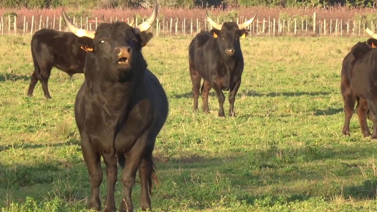 Taureaux de Camargue en troupeau.