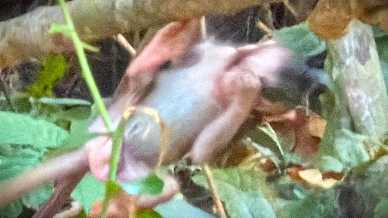 What's happening on baby monkey Elite face