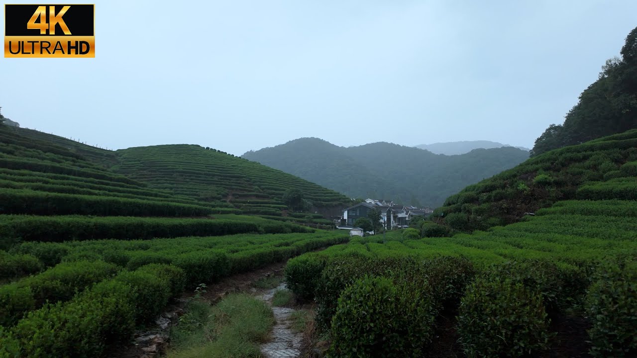 中国杭州|雨中漫步在山间 云栖竹径 上天竺 中天竺 下天竺